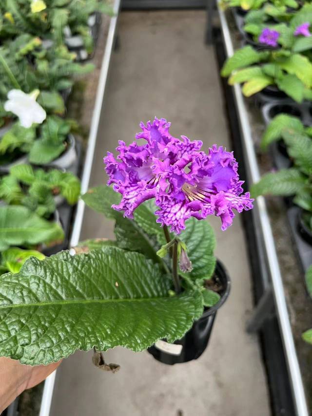 Viola gesneria—— Le Diamant Végétal Prêt-à-Fleurir 🌿