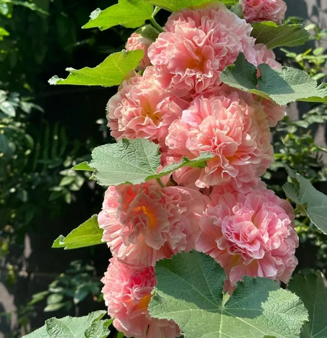 🌸 Graines de Rose Trémière 
