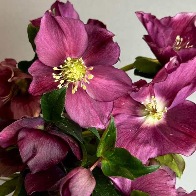 🌷Graines d’Ellébore (Rose de Noël) | Des fleurs résistantes au froid illuminent votre jardin d’hiver