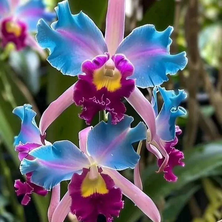 🌷 Bulbes d'Iris Rares : 9 Merveilles Nées pour Votre Jardin 🌟