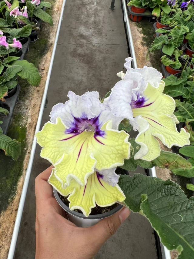 Viola gesneria—— Le Diamant Végétal Prêt-à-Fleurir 🌿