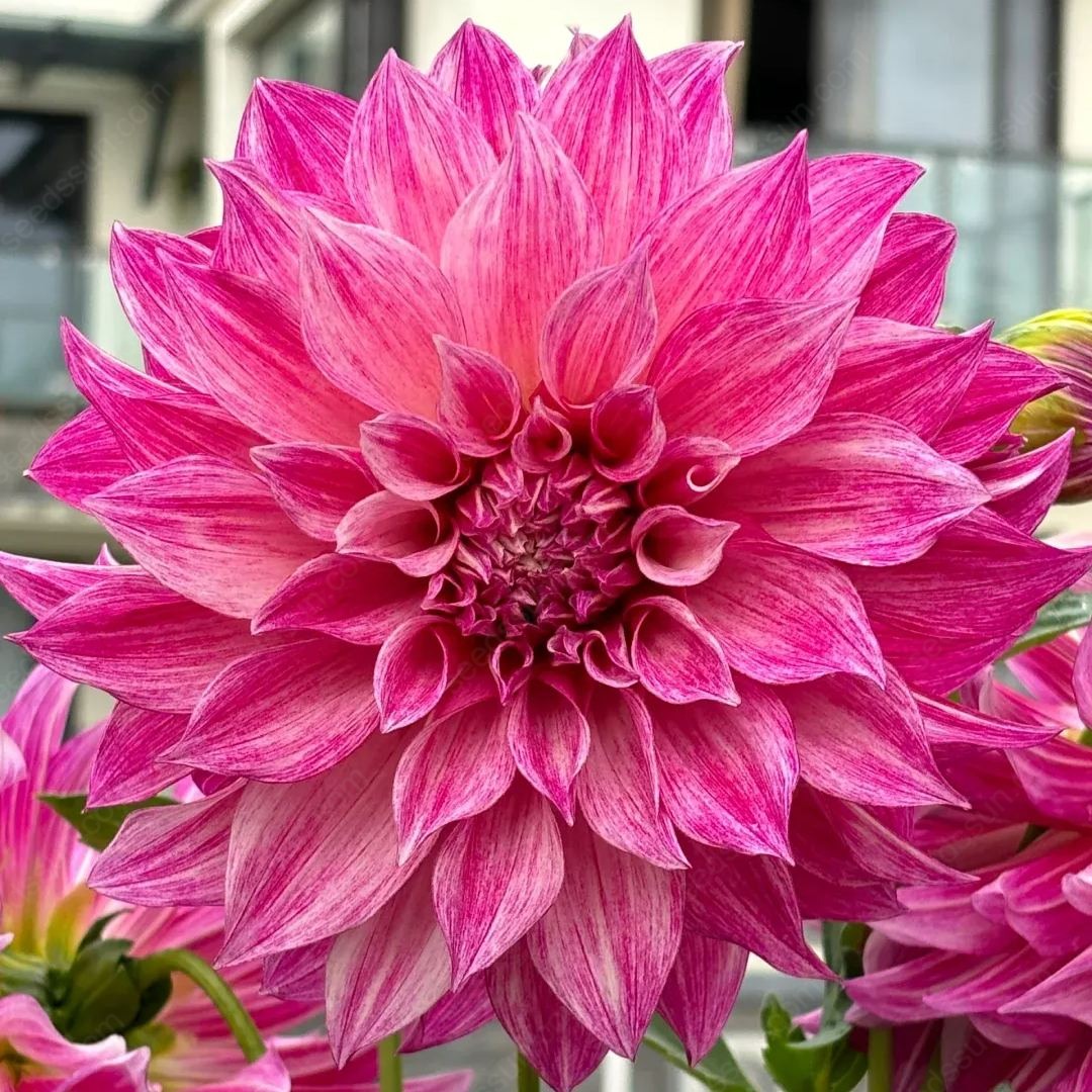 🔥🌸 Bulbes de Dahlia Éblouissants en Stock - Vente Chaude ! 🌸🔥