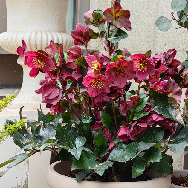 🌷Graines d’Ellébore (Rose de Noël) | Des fleurs résistantes au froid illuminent votre jardin d’hiver