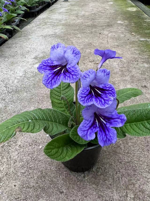 Viola gesneria—— Le Diamant Végétal Prêt-à-Fleurir 🌿