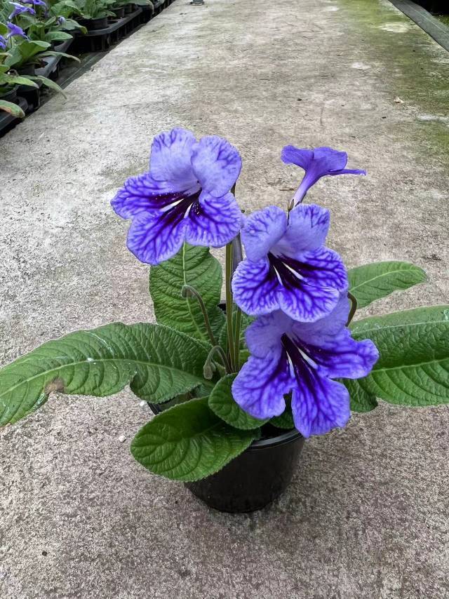 Viola gesneria—— Le Diamant Végétal Prêt-à-Fleurir 🌿
