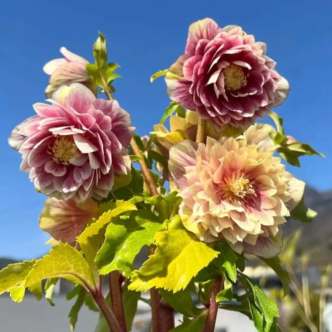 🌷Graines d’Ellébore (Rose de Noël) | Des fleurs résistantes au froid illuminent votre jardin d’hiver