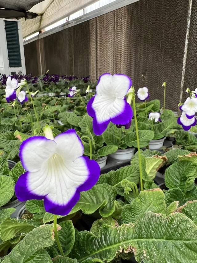 Viola gesneria—— Le Diamant Végétal Prêt-à-Fleurir 🌿
