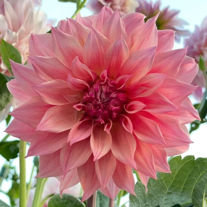 🔥🌸 Bulbes de Dahlia Éblouissants en Stock - Vente Chaude ! 🌸🔥