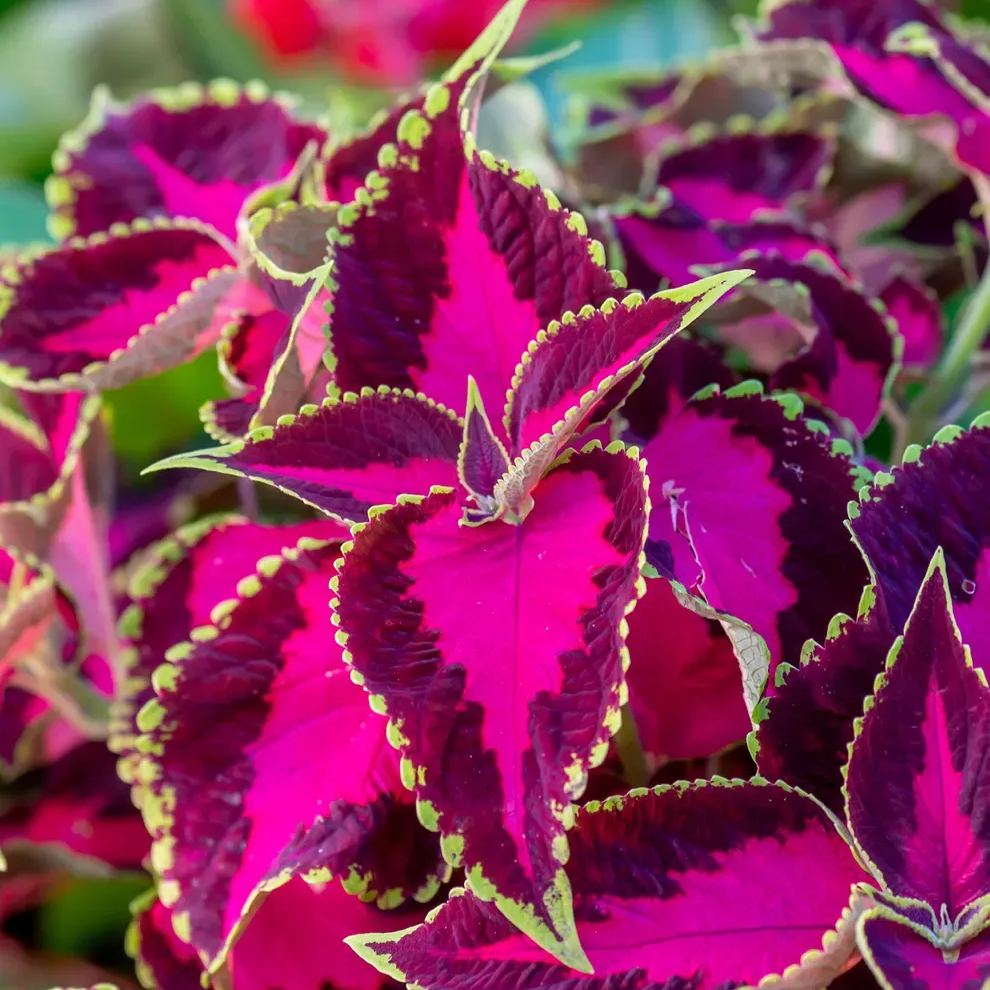 LAST DAY 50% OFF - 100+ Graines Mélangées de Coleus Rares
