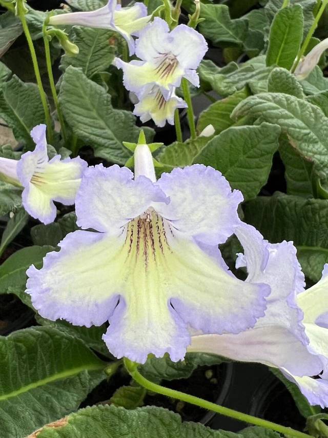 Viola gesneria—— Le Diamant Végétal Prêt-à-Fleurir 🌿