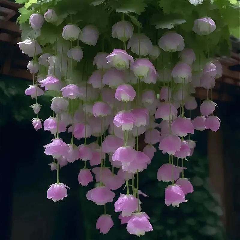🌺Bégonia Pleureur à Fleurs Doubles 