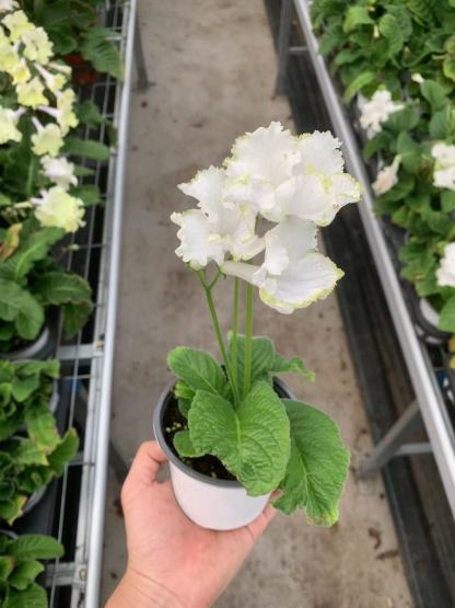 Viola gesneria—— Le Diamant Végétal Prêt-à-Fleurir 🌿