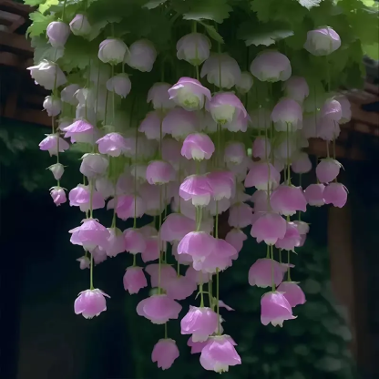 🌺Bégonia Pleureur à Fleurs Doubles 