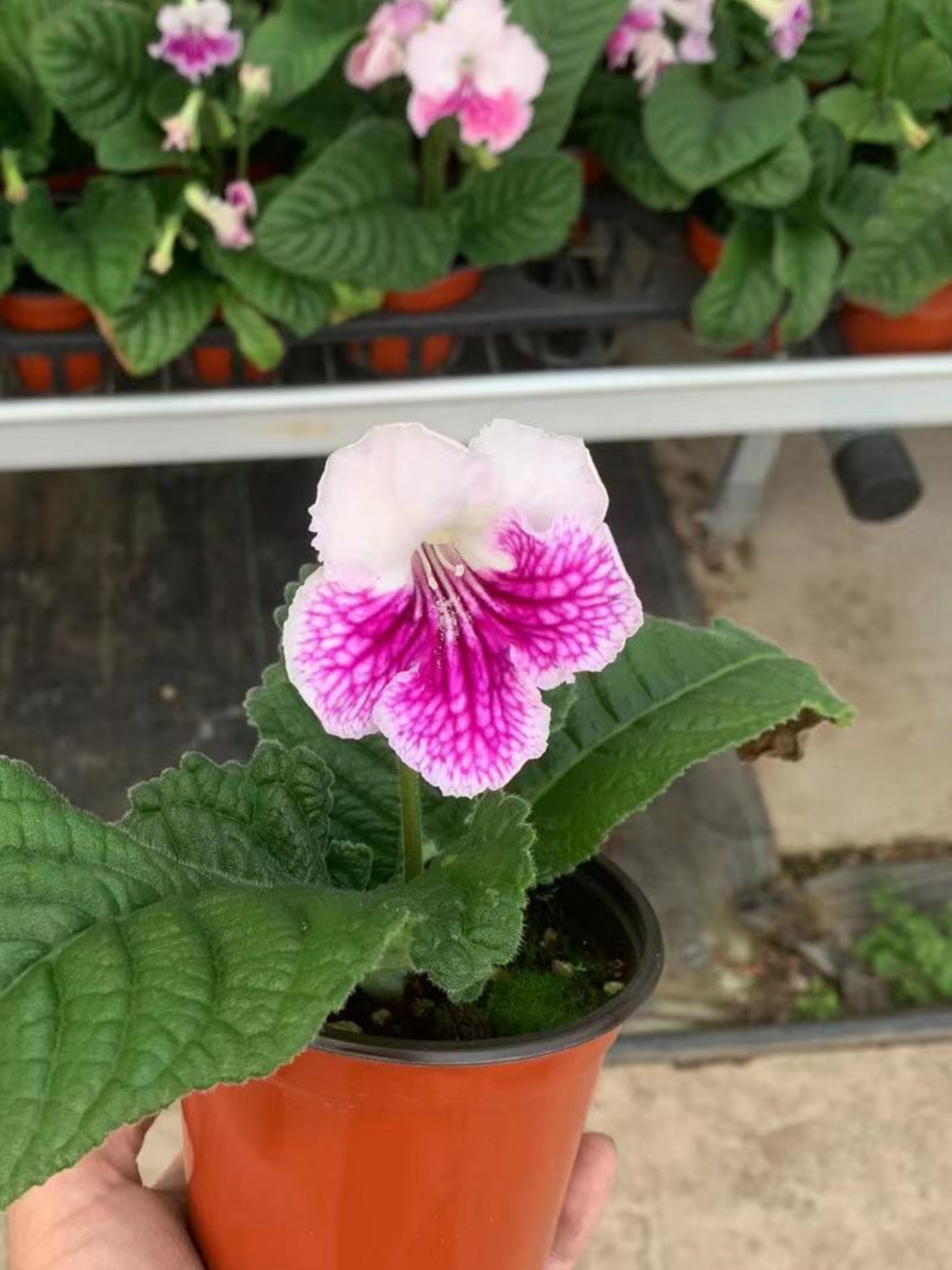 Viola gesneria—— Le Diamant Végétal Prêt-à-Fleurir 🌿