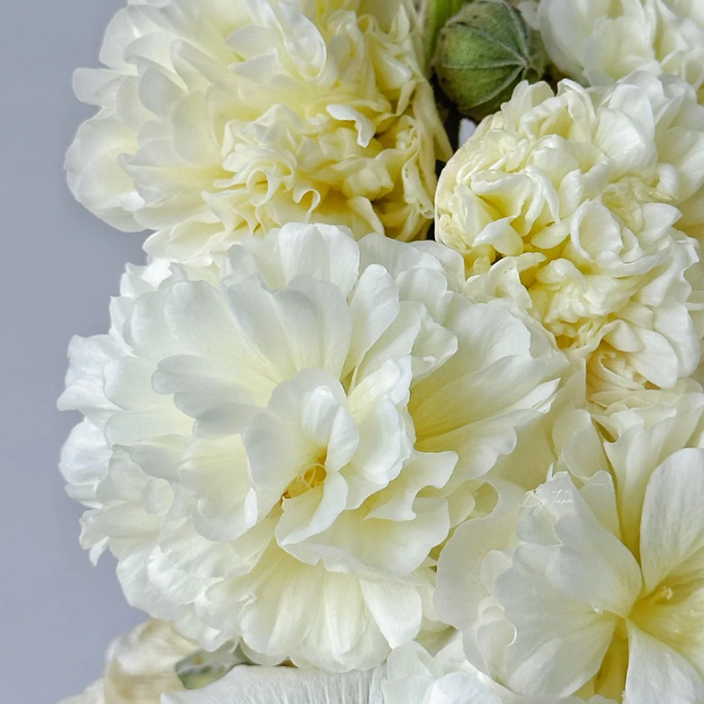 🌸 Graines de Rose Trémière 