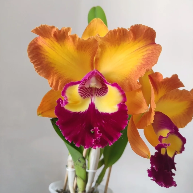 💐 Graines Magiques de Calanthe · Offre Spéciale Temporaire !