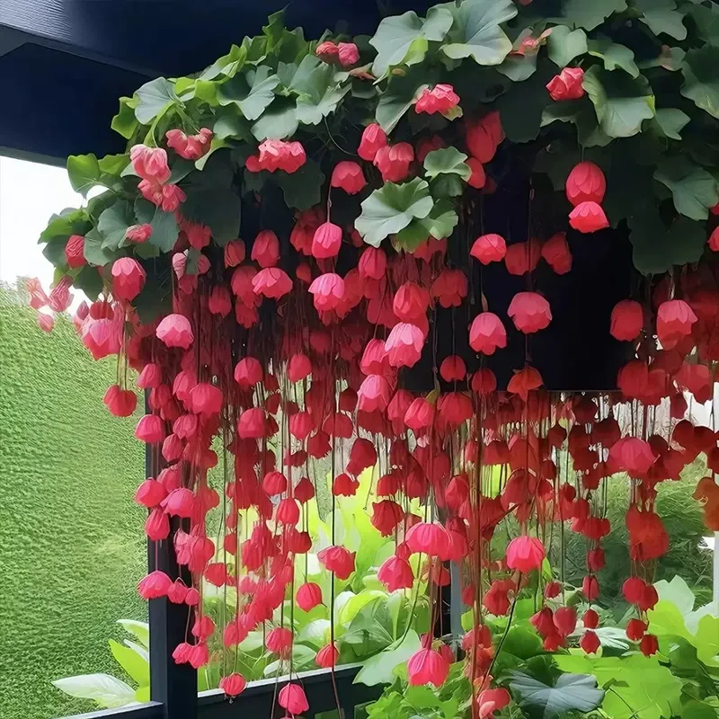 🌺Bégonia Pleureur à Fleurs Doubles
