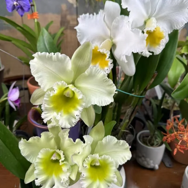 💐 Graines Magiques de Calanthe · Offre Spéciale Temporaire !