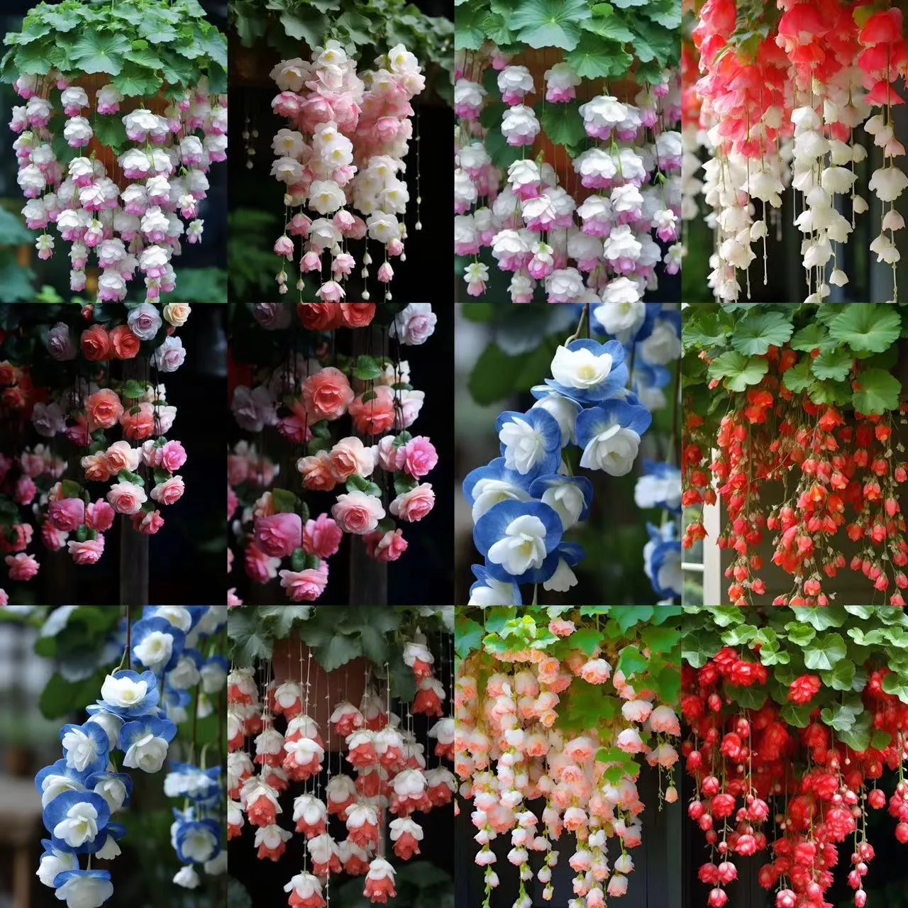 🌺Bégonia Pleureur à Fleurs Doubles 