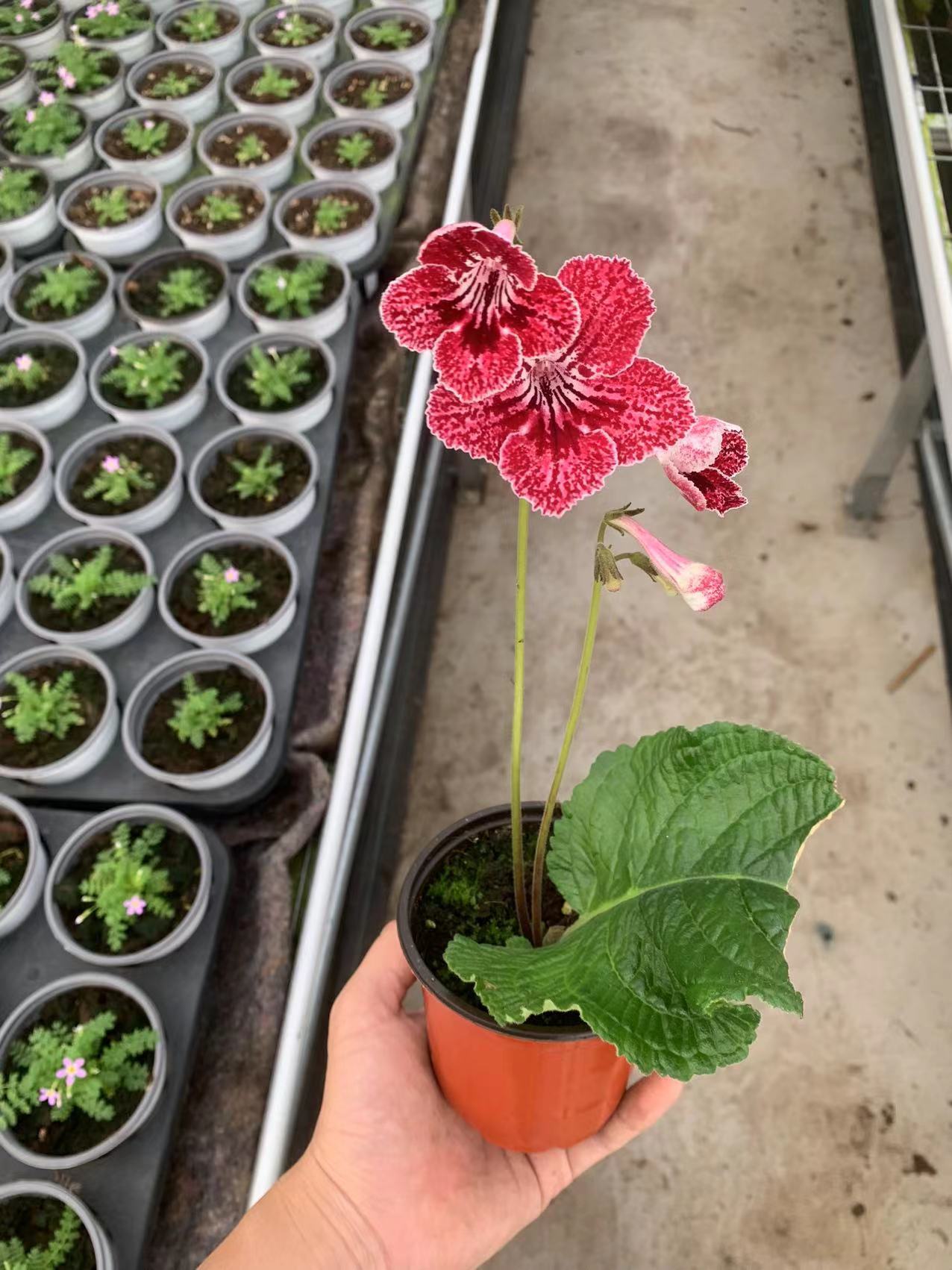 Viola gesneria—— Le Diamant Végétal Prêt-à-Fleurir 🌿