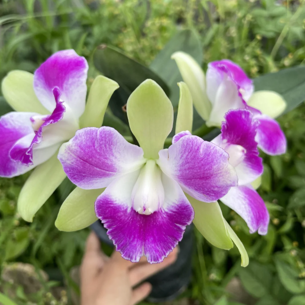 💐 Graines Magiques de Calanthe · Offre Spéciale Temporaire !