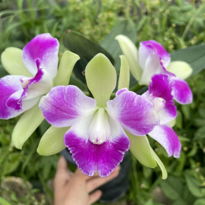 💐 Graines Magiques de Calanthe · Offre Spéciale Temporaire !