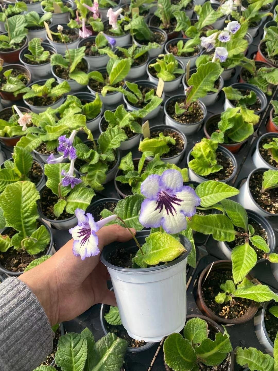 Viola gesneria—— Le Diamant Végétal Prêt-à-Fleurir 🌿