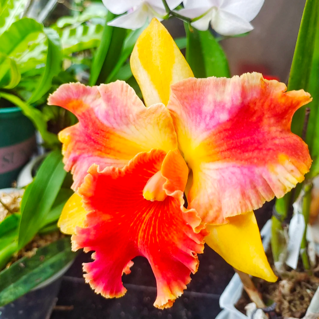 💐 Graines Magiques de Calanthe · Offre Spéciale Temporaire !