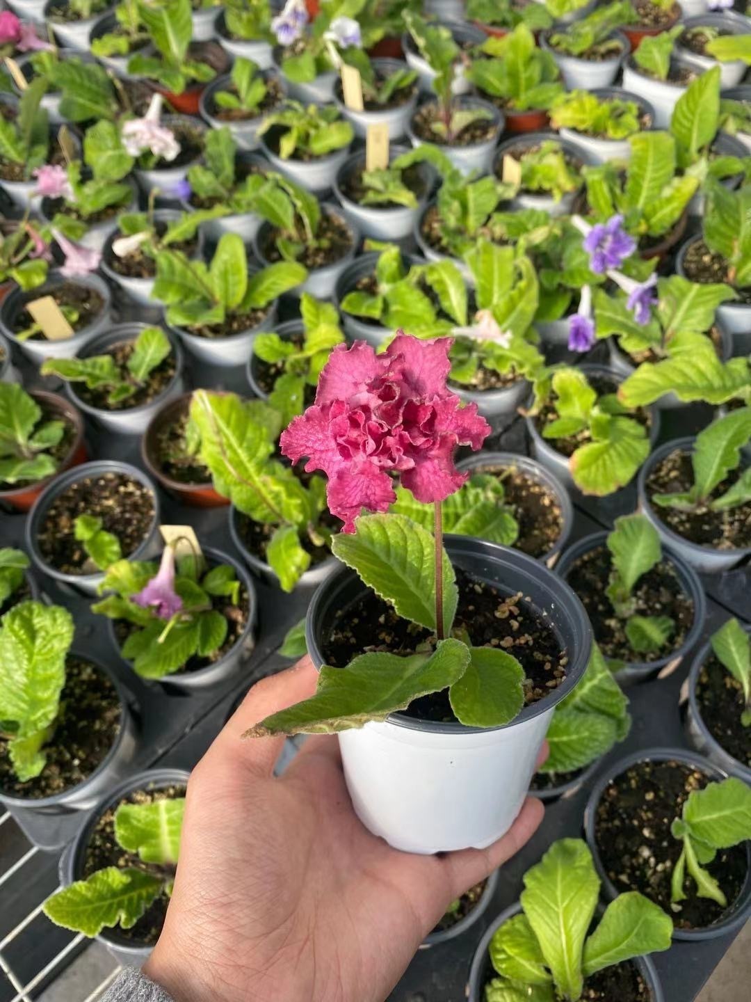 Viola gesneria—— Le Diamant Végétal Prêt-à-Fleurir 🌿