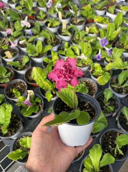 Viola gesneria—— Le Diamant Végétal Prêt-à-Fleurir 🌿