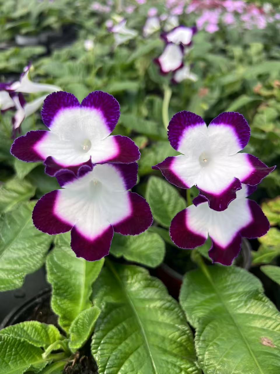 Viola gesneria—— Le Diamant Végétal Prêt-à-Fleurir 🌿