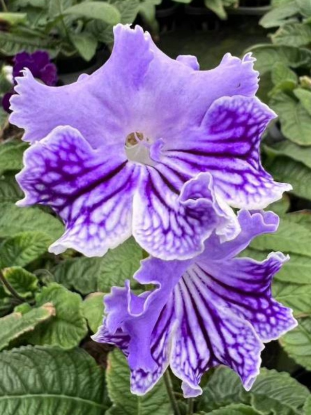 Viola gesneria—— Le Diamant Végétal Prêt-à-Fleurir 🌿