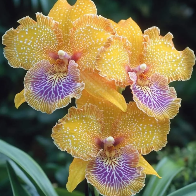 💐 Graines Magiques de Calanthe · Offre Spéciale Temporaire !