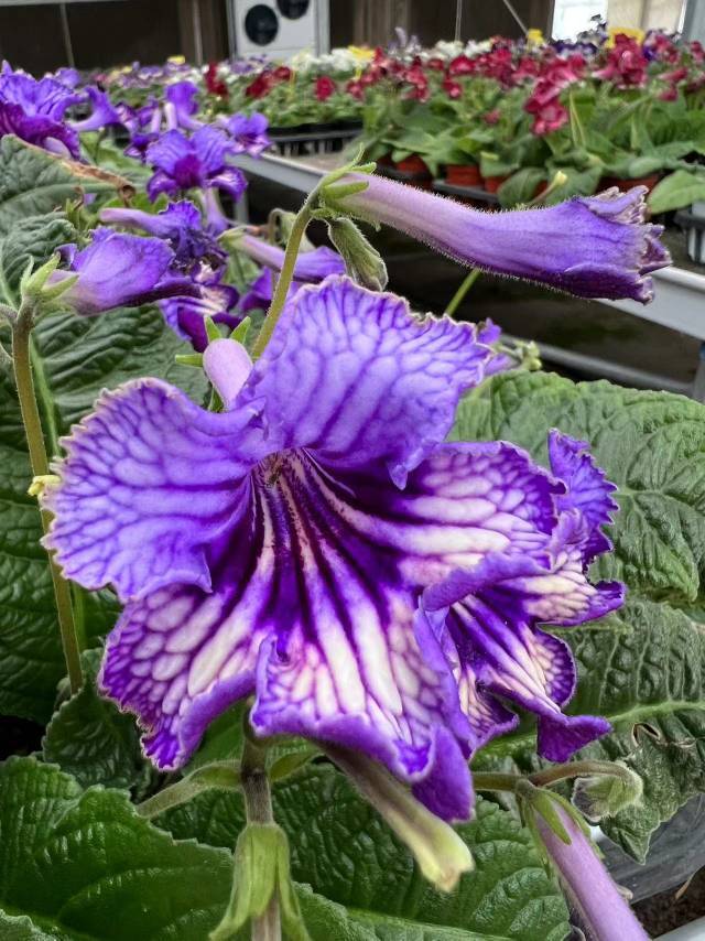 Viola gesneria—— Le Diamant Végétal Prêt-à-Fleurir 🌿