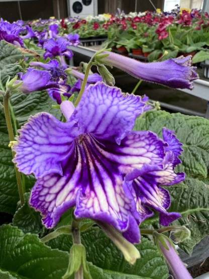 Viola gesneria—— Le Diamant Végétal Prêt-à-Fleurir 🌿