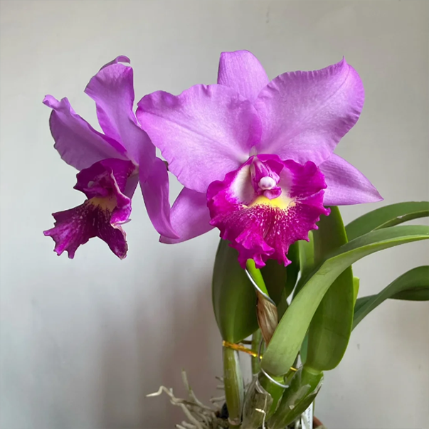 💐 Graines Magiques de Calanthe · Offre Spéciale Temporaire !