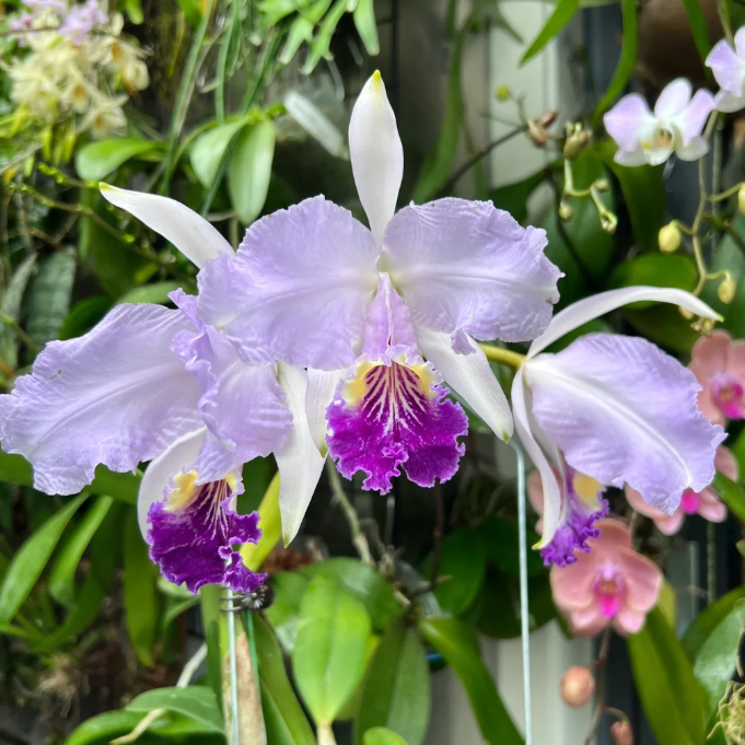 💐 Graines Magiques de Calanthe · Offre Spéciale Temporaire !