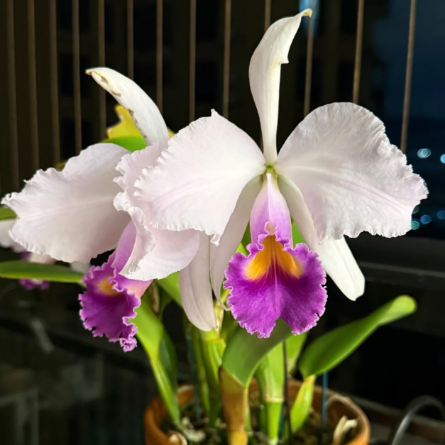 💐 Graines Magiques de Calanthe · Offre Spéciale Temporaire !