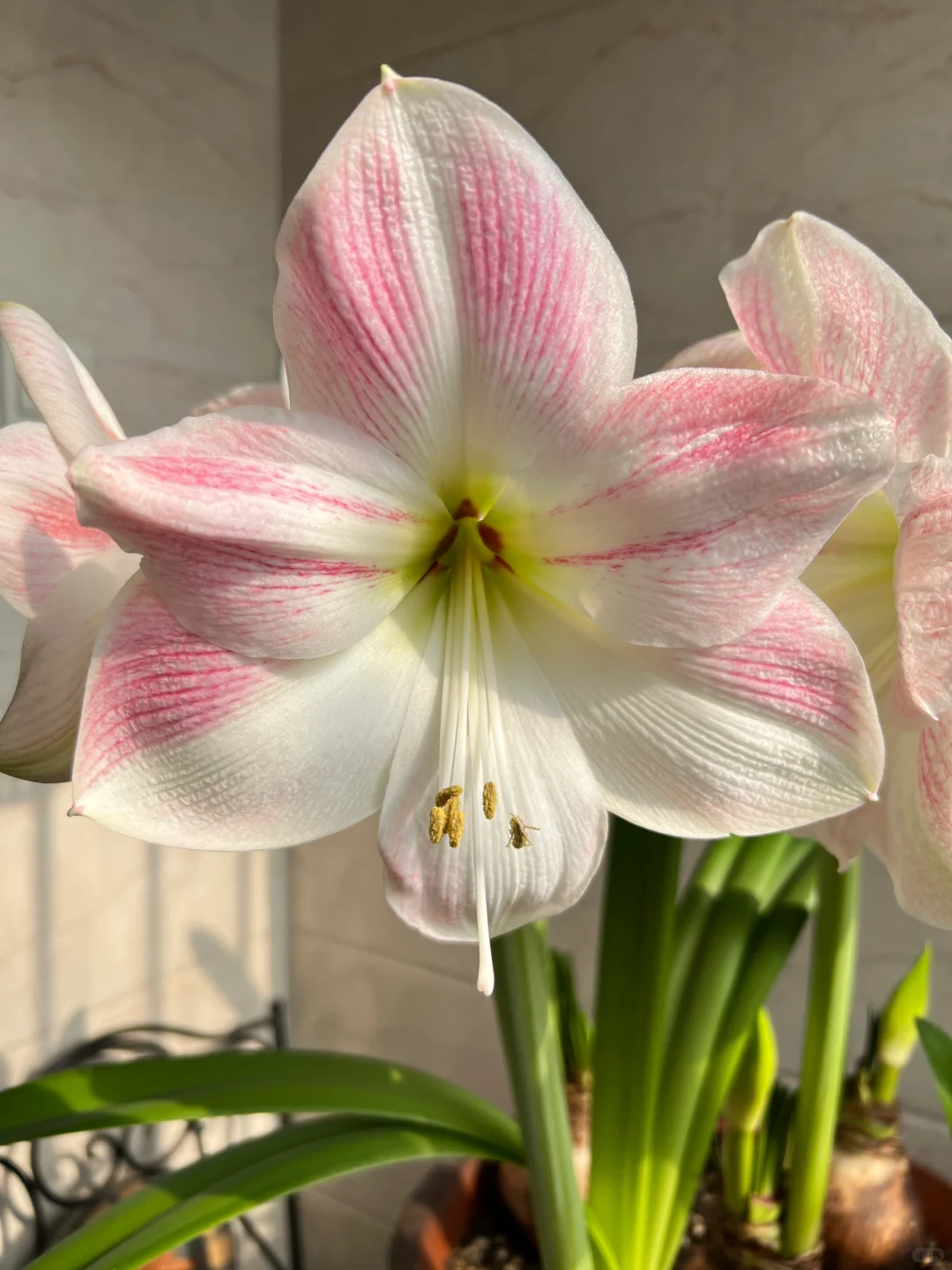 ✨ Éclosion Royale - Bulbes d'Amaryllis Magiques 🌷