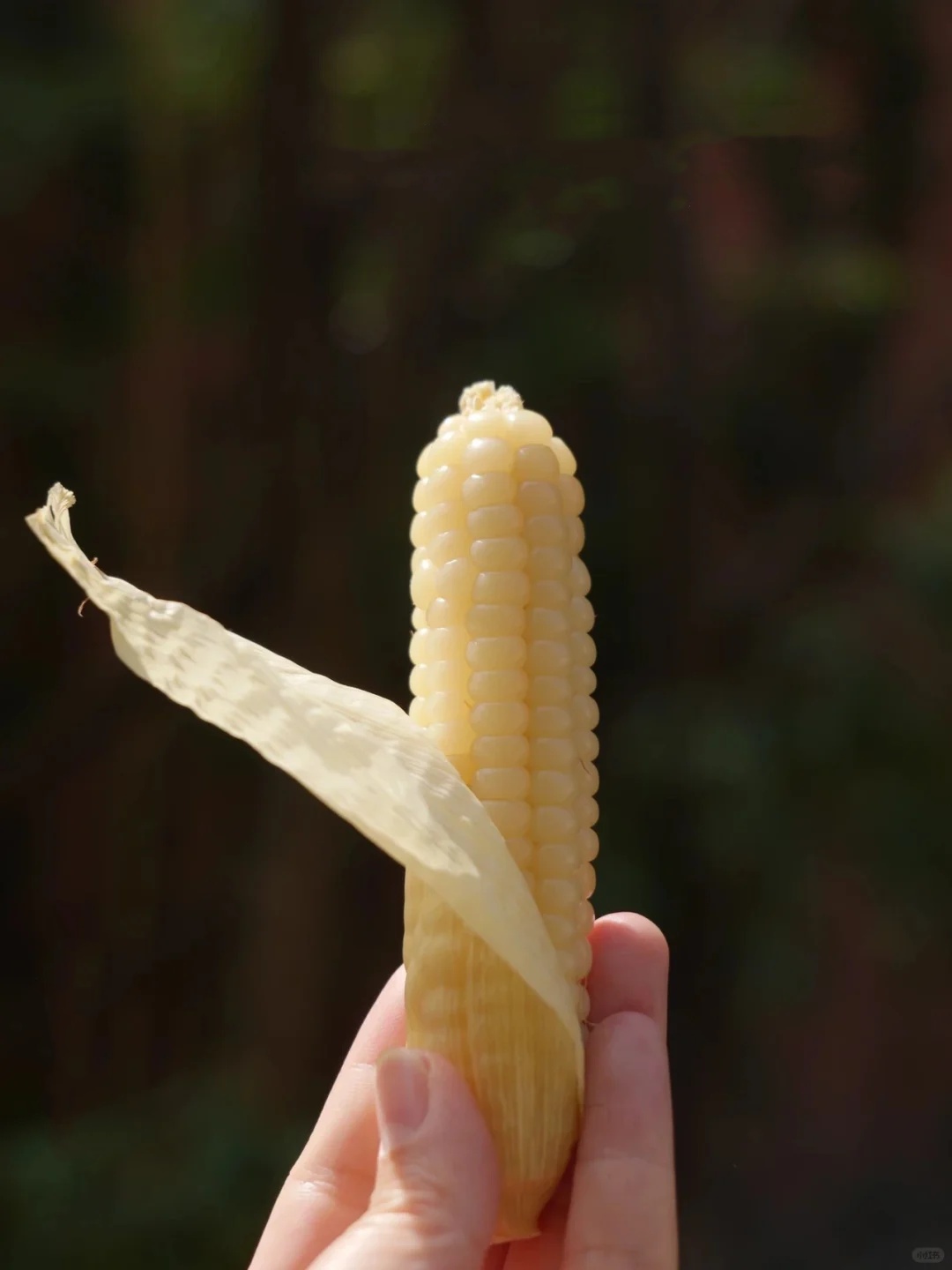 🌽Graines de Maïs Gluant Miniature – 🎁🌽Cultivez un Héritage du Yunnan