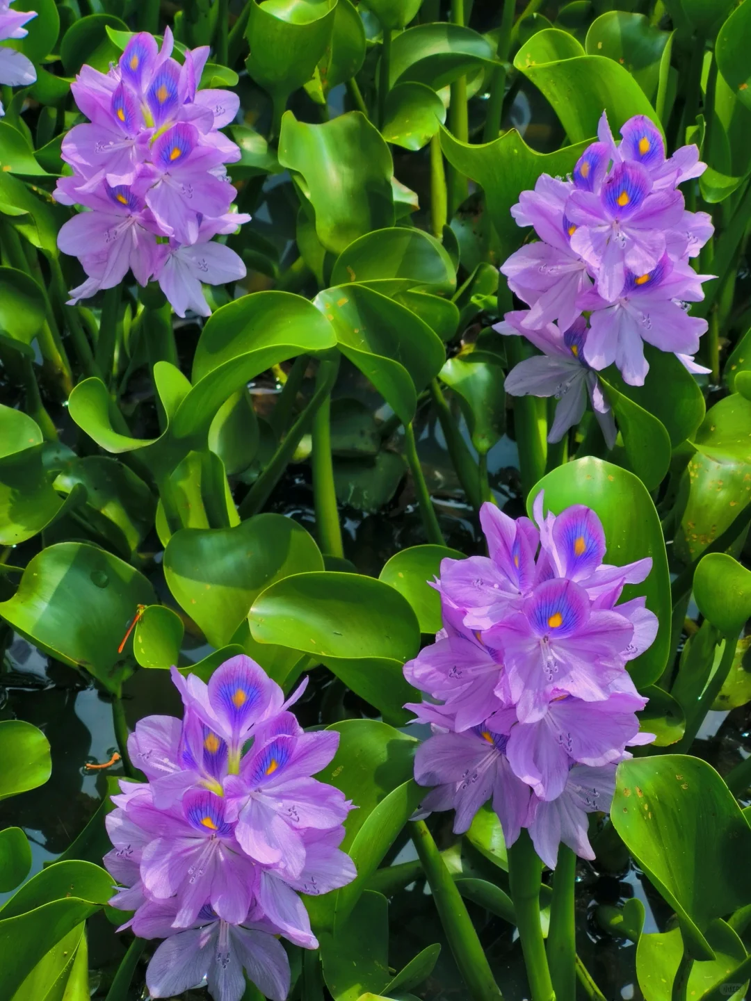 🔥30% de Réduction 🦚🦚Graines de Jacinthe d'Eau