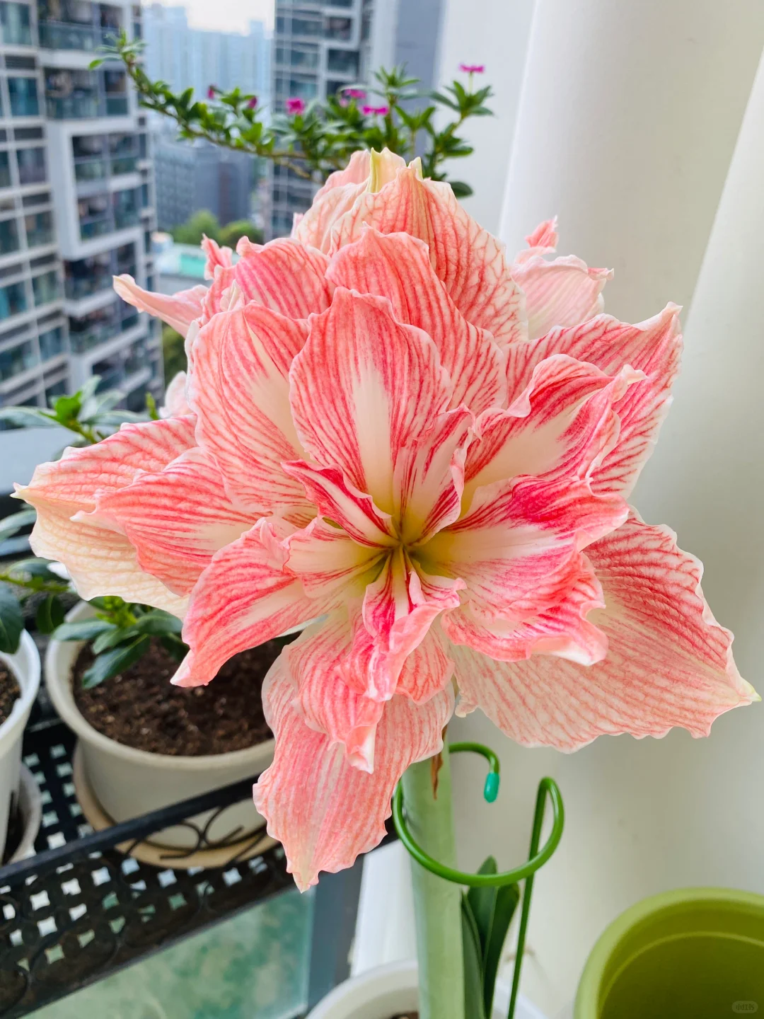 ✨ Éclosion Royale - Bulbes d'Amaryllis Magiques 🌷