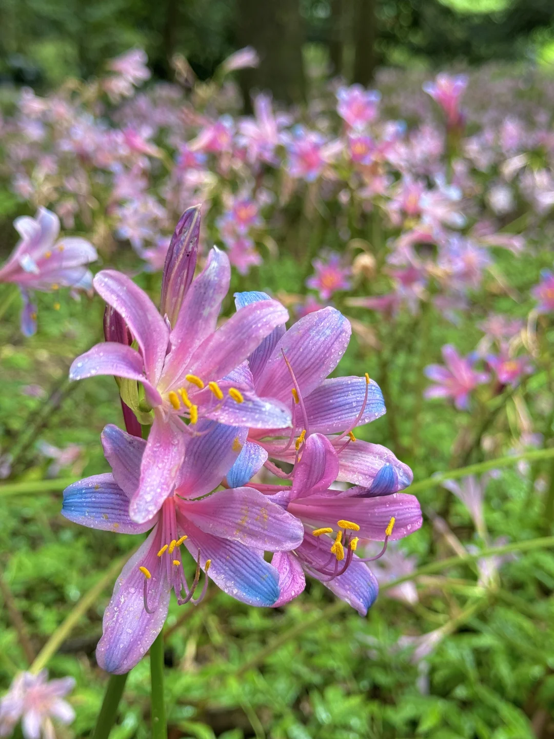 🌈Spider Lily Bulbs-Multicolor🌈