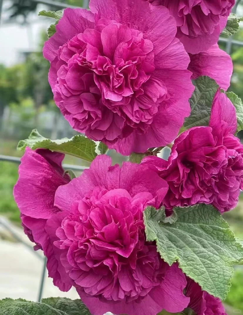 🔥🔥 Graines de rose trémière double🌺💖