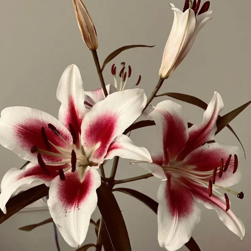 🌸Bulbes de Lys Couleurs Rares Édition Limitée 