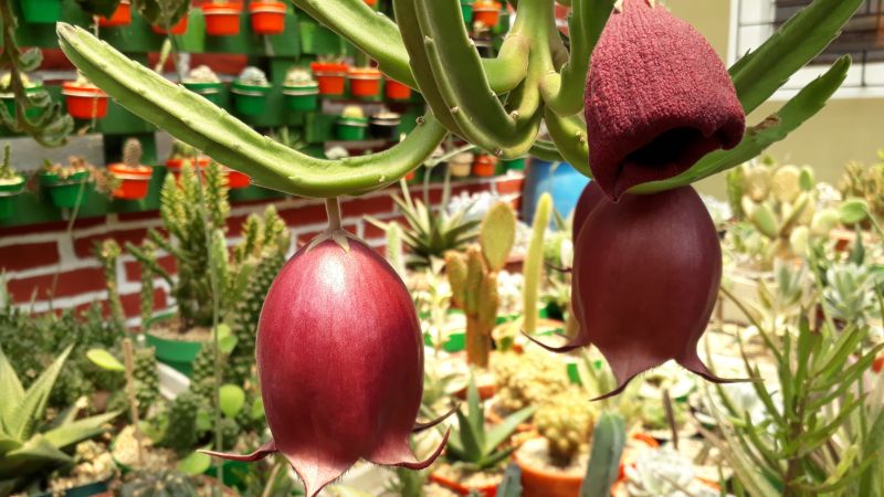 🌵 Stapelia leendertziae Bulbs - The Enchanting "Black Bells" 🌺