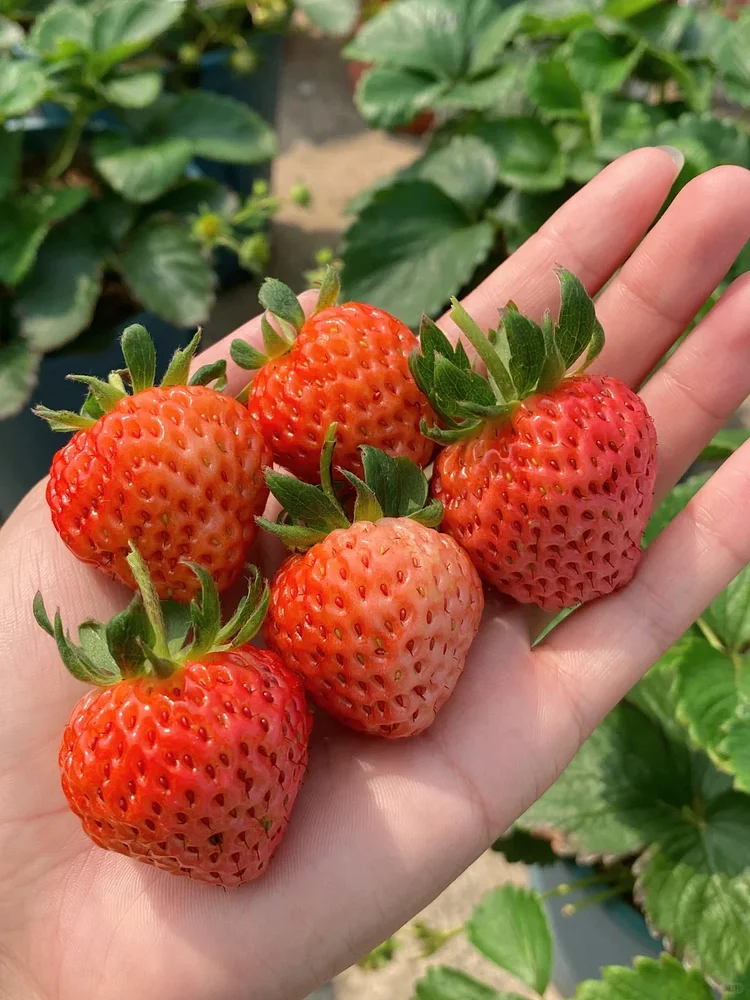 Graines de Fraises "Crème" - Des Fruits Doux et Onctueux à Cultiver 