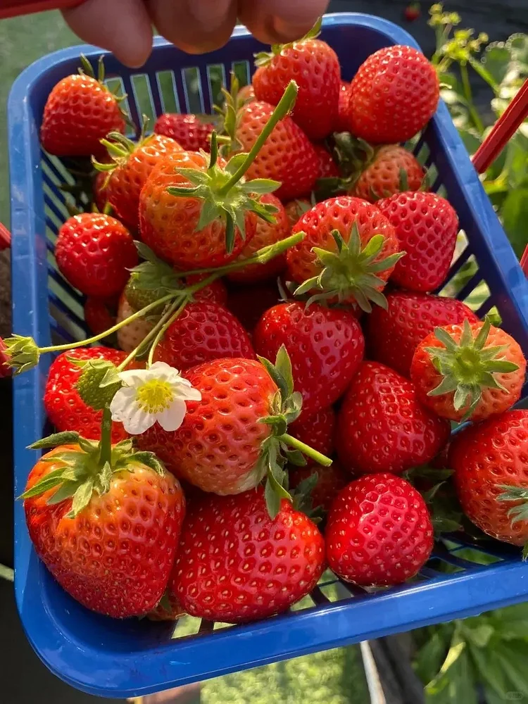 Graines de Fraises "Crème" - Des Fruits Doux et Onctueux à Cultiver 