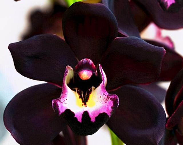 Graines de Fleur d'Orchidée Noire - Graines d'orchidée rare