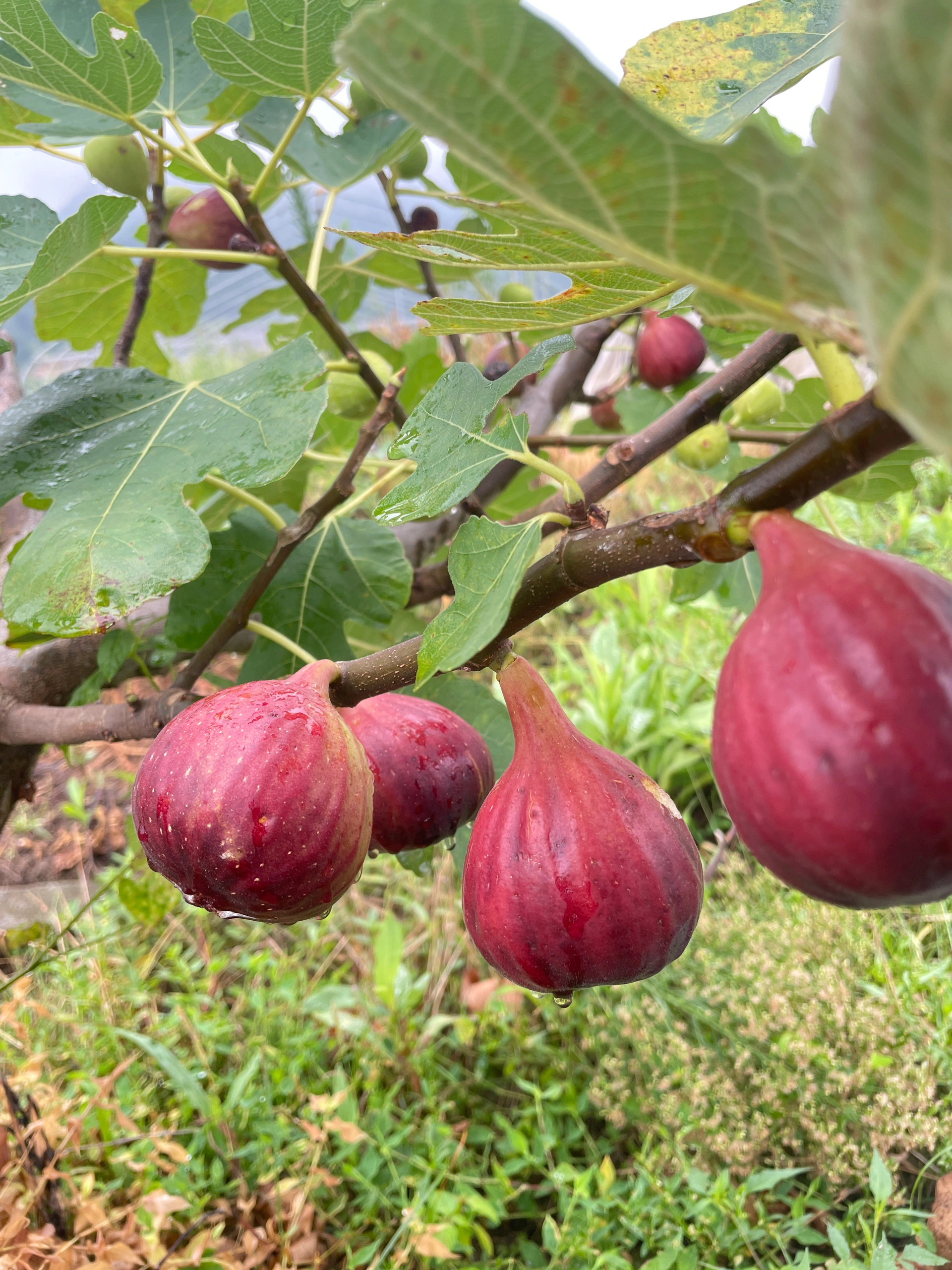 🔥Easy care🌈Giant Fig Seeds – Grow sweet, juicy figs!